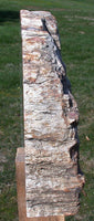 SIMPLY AMAZING 15" Madagascar Petrified Wood Log Mantle Piece - Beautifully Polished!