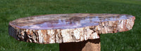 Thick COLORFUL CLASSIC 10" Madagascar Petrified Wood Round - GORGEOUS Slab!