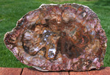 RAVISHING COLOR 12" Madagascar Petrified Wood Slab - Simply GORGEOUS Round!