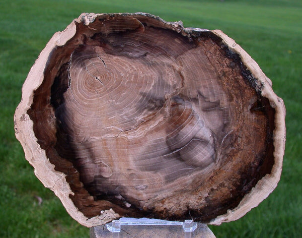 FANTASTIC 6"+ Petrified CHERRY Wood Round - McDermitt Oregon, Polished Slab