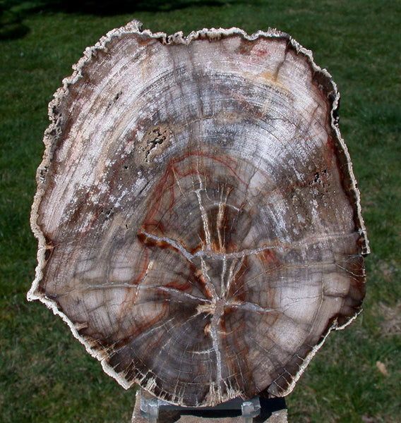 EXCELLENT 7" BURMESE Petrified Wood Round from Myanmar - Perfect Fossil BASRALOCUS!