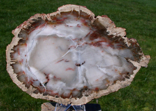MUSEUM GRADE  6"+ Argentina Petrified Wood Round in Astoundingly Beautiful Agate!