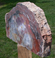 BRILLIANT 19 lb. ARIZONA Petrified Wood Display Mantel Piece Natural Sculpture
