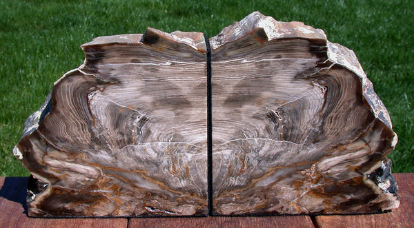 SQUIGGLY SEQUOIA Wood Grain 8 lb. Petrified Wood Bookends - Saddle Mtn. WA