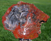 MY FAVORITE RAINBOW 11" Gorgeous Arizona Petrified Wood Round - Amazing Natural Art!