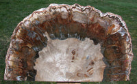 SIMPLY AMAZING 15" Madagascar Petrified Wood Log Mantle Piece - Beautifully Polished!