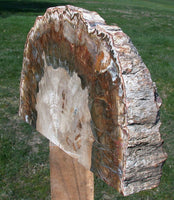 SIMPLY AMAZING 15" Madagascar Petrified Wood Log Mantle Piece - Beautifully Polished!