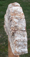 SIMPLY AMAZING 15" Madagascar Petrified Wood Log Mantle Piece - Beautifully Polished!