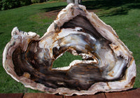 MIND BLOWING 17"+ Saddle Mountain HOLLOW Log Fossil Conifer Petrified Wood Slab