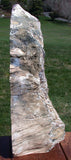 ENORMOUS KINKY Petrified Wood Sculpture - Gorgeous 15" Specimen - Saddle Mountain, WA!