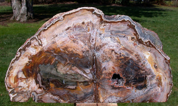 GORGEOUS COLOR 12" Madagascar Petrified Wood Log Polished Sculpture - NATURAL Art!