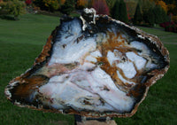 DRAMATIC 12"+ Hubbard Basin Petrified Wood Round - Beautiful SKY BLUE Full Cross Section Slab!