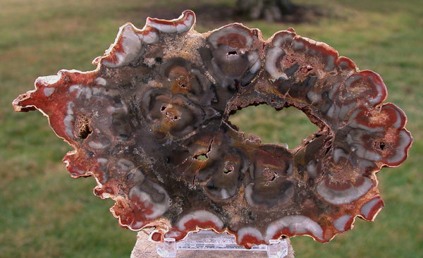 OUTSTANDING Color 6"+ African Rhexoxylon Mirror Polished Slab RARE & ANCIENT
