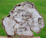INCREDIBLY Beautiful 17"+ Saddle Mountain GLASS LIKE Fossil Conifer Petrified Wood Slab