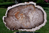 Rare & Perfect BURMESE 3 3/4" Petrified Wood Round from MYANMAR - Perfect BASRALOCUS