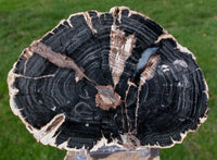 POLISHED JET BLACK 6" Eden Valley Wyoming Petrified Wood Round - Beautiful Slab!