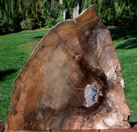 MASSIVE 22+ lb. Golden Oak Petrified Wood Sculpture - Gorgeous Stinking Water Oak Mantel Piece!