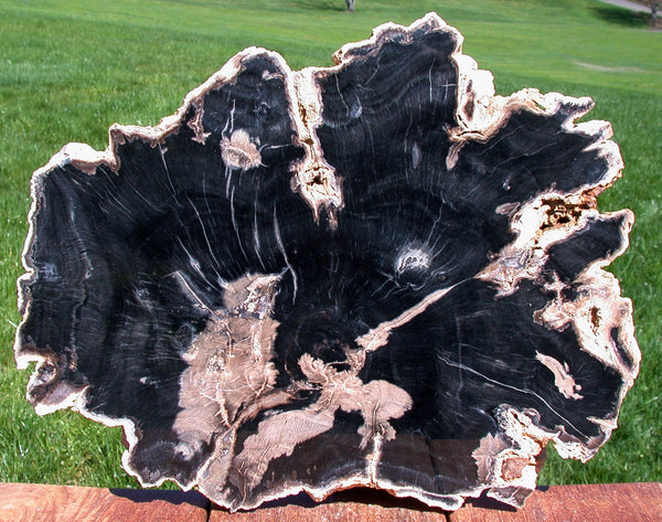 Museum Grade HUGE 14" Parnell Canyon, WY - Petrified BEECH Wood Round!