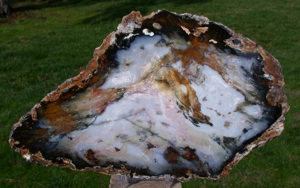 DRAMATIC 11" Hubbard Basin Petrified Wood Round - Beautiful SKY BLUE Full Cross Section Slab!