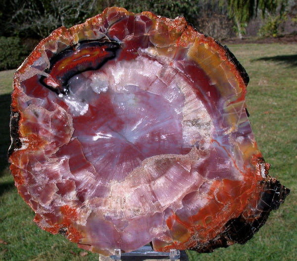 SPECTACULAR 9 inch Arizona RAINBOW Petrified Wood Conifer Round