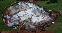 DRAMATIC Blue 18"+ Hubbard Basin Petrified Wood Round - Stunning Full Cross Section!!