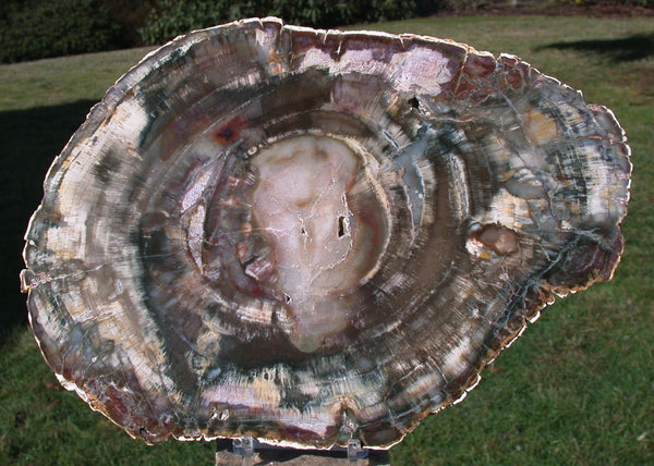 GLASSY & GORGEOUS 10" Madagascar Petrified Wood Round - Classic Gem Wood!!