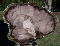 GORGEOUS & GLASSY 7"+ Saddle Mtn., WA Petrified Wood Round!