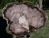 GORGEOUS & GLASSY 7"+ Saddle Mtn., WA Petrified Wood Round!