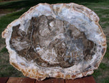 HUGE MUSEUM GRADE 18"+ South Dakota Petrified Wood Conifer Round - Table Top or Art!