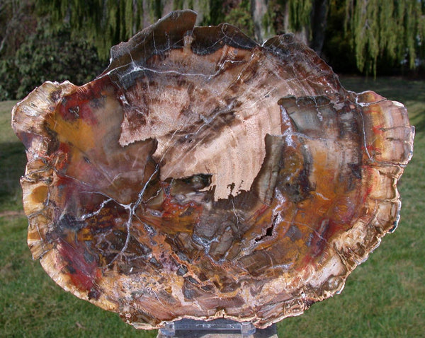 RAVISHING COLOR 9" Madagascar Petrified Wood Slab - Simply GORGEOUS Round!