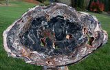 Unusual Dark Charcoal Black 11" Madagascar Petrified Wood Round - AMAZING POLISHED SLAB!