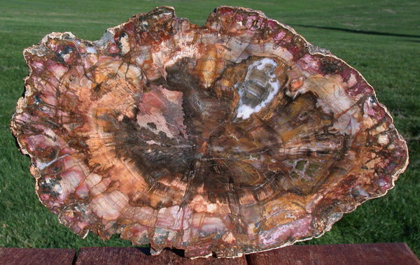 RAVISHING COLOR 12"+ Madagascar Petrified Wood Slab - Simply GORGEOUS Round!