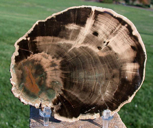 GREAT STARBURST WOODWORTHIA - Spectacular 4" African Petrified Wood Round!