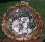 FASCINATING 11" Madagascar Petrified Wood GEODE Slab - Thick & ULTRACOOL!