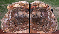 STUNNING NATURAL ART 13+ lb. Petrified Wood Bookend Set - Beautiful Fossil Log!!