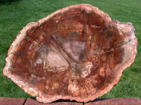 BURNING FIRE ORANGE 12"+ Madagascar Petrified Wood Round - Just Incredible!!