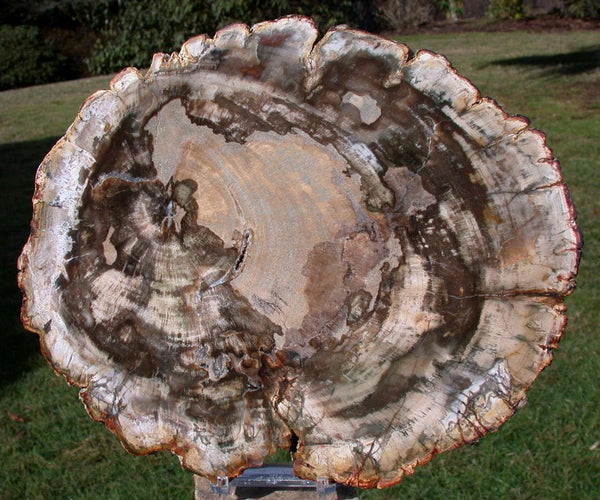 Premium CLASSIC COLOR 9.5" Madagascar Petrified Wood Round - GORGEOUS Natural Art Plate!