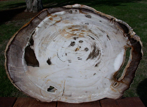 HUGE & IMMACULATE 17" Yakima Valley Petrified Wood Round - Fossil BASSWOOD!