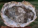 HUGE MUSEUM GRADE 18"+ South Dakota Petrified Wood Conifer Round - Table Top or Art!