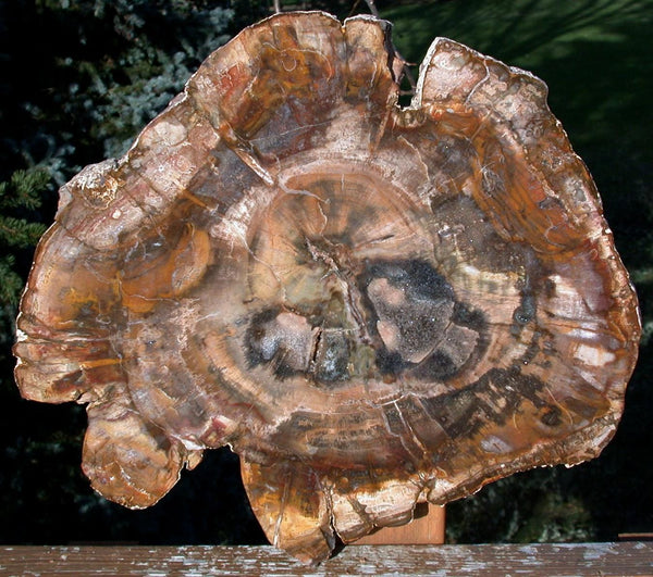 RICH GOLD & OLIVE Colored 12" Madagascar Petrified Wood Round - Nice Slab!