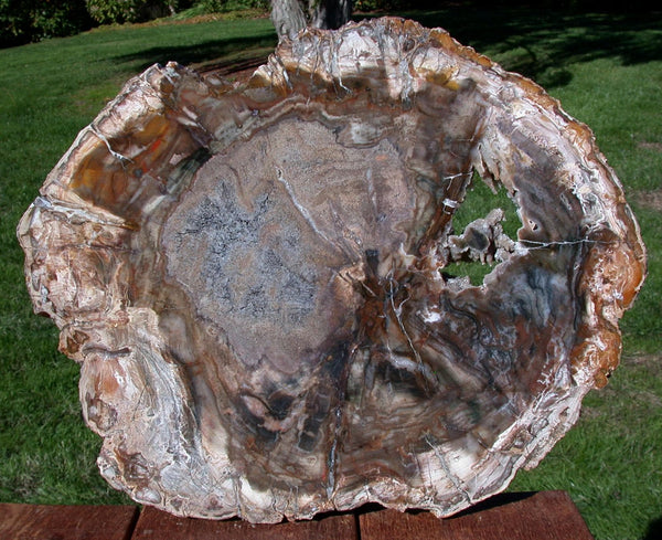 Unique 14"+ Madagascar Petrified Wood GEODE Slab - Really EYE CATCHING!