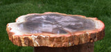 PERFECT & MIRROR POLISHED 5&quot; Madagascar Petrified Wood Slab - Premium Grade Round with Upgraded Polish!