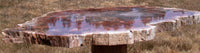 Huge 17&quot;+ BURNING FIRE ORANGE Madagascar Petrified Wood Round - Just Incredible!!