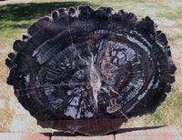 14&quot; Chinle BLACK FOREST Petrified Wood Round - Arizona Pullisilvaxylon!