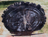 14&quot; Chinle BLACK FOREST Petrified Wood Round - Arizona Pullisilvaxylon!