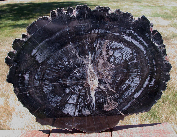 14&quot; Chinle BLACK FOREST Petrified Wood Round - Arizona Pullisilvaxylon!