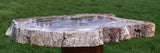 GLASSY & GORGEOUS 10&quot;+ Madagascar Petrified Wood Round - Classic Gem Wood!!