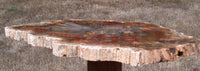 Huge 17&quot;+ BURNING FIRE ORANGE Madagascar Petrified Wood Round - Just Incredible!!