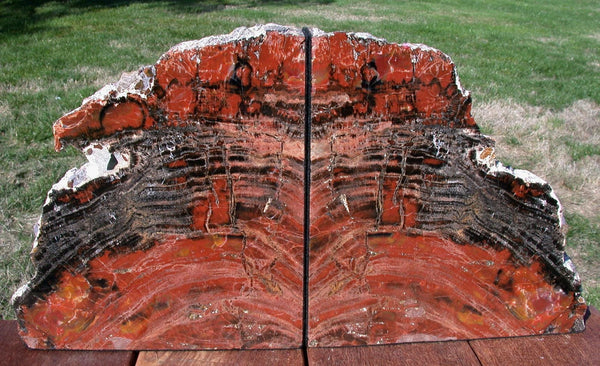 MASSIVE 26+ lb TIGER STRIPED Arizona Petrified Wood Bookend Set!!