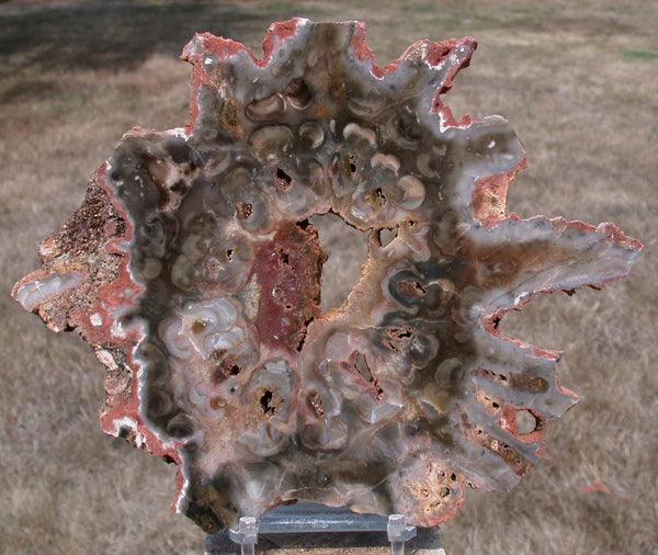 IMMACULATE African Rhexoxylon Petrified Wood Round - RARE FOSSIL Slab!
